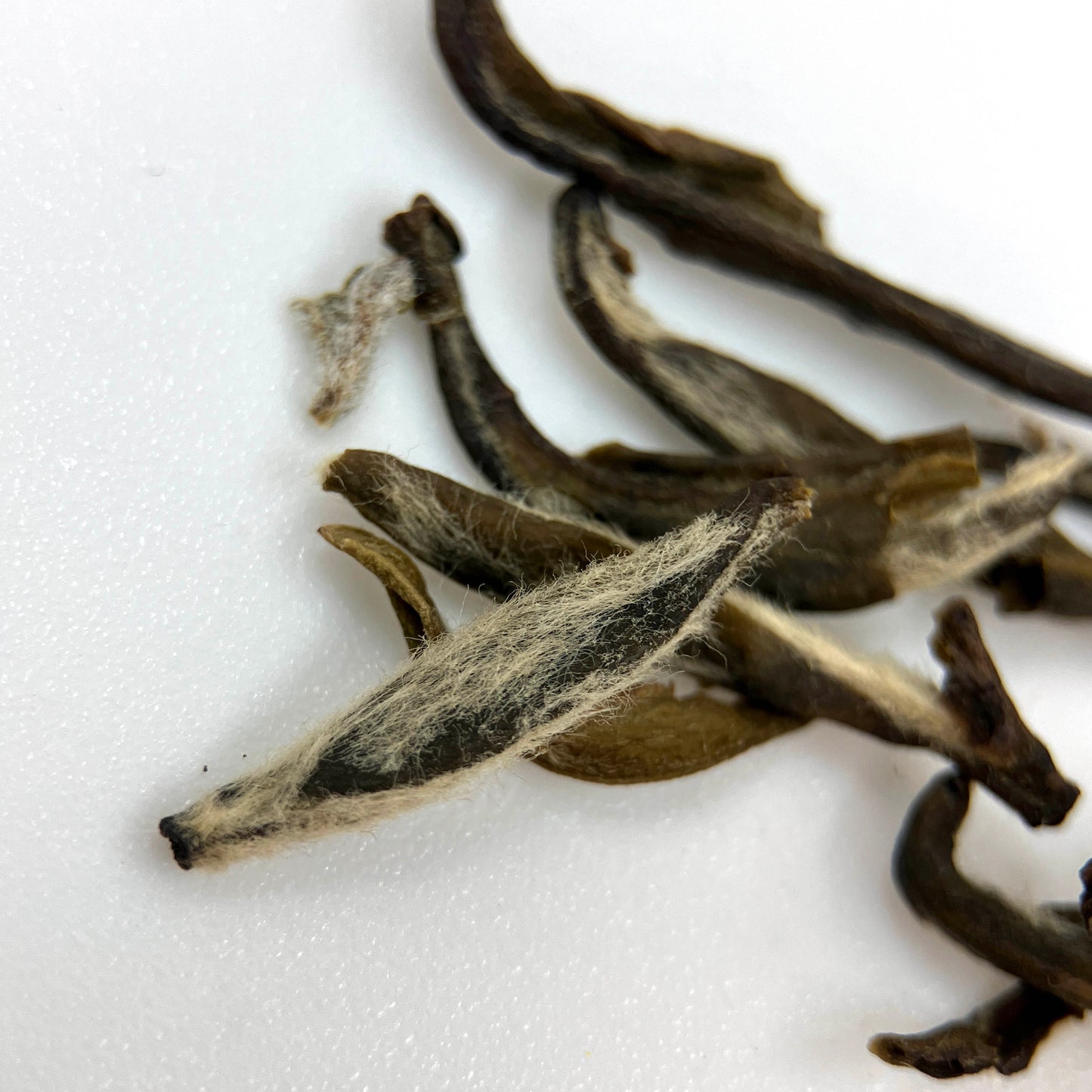 30 day Jasmine - Fujian