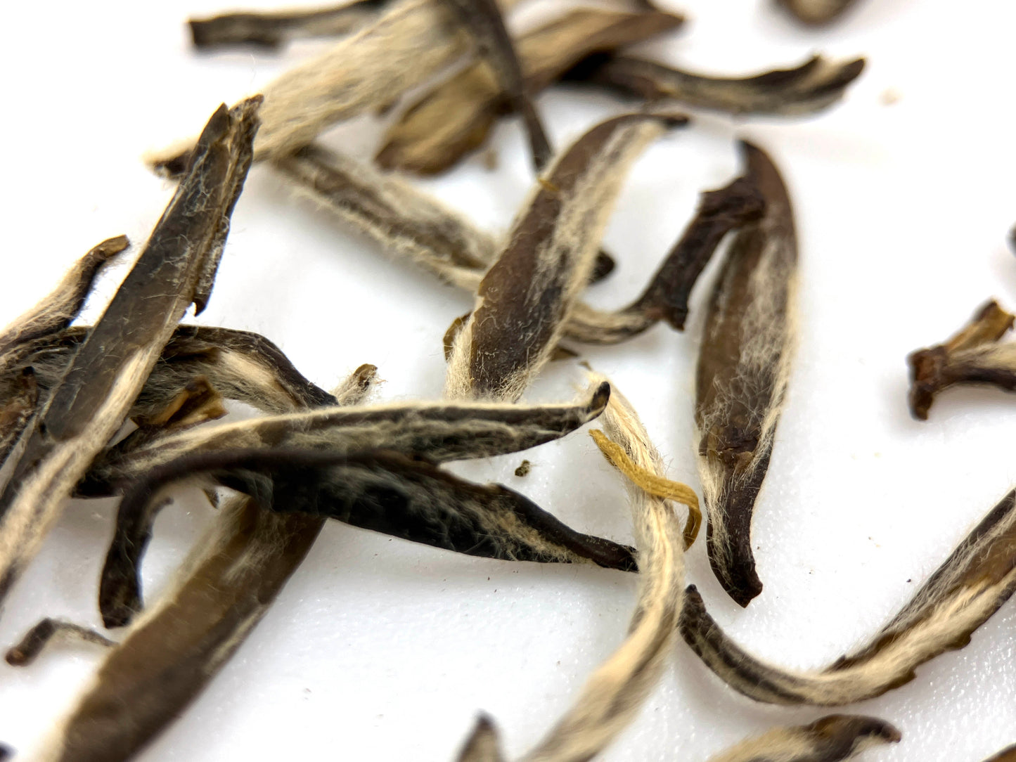 30 day Jasmine - Fujian