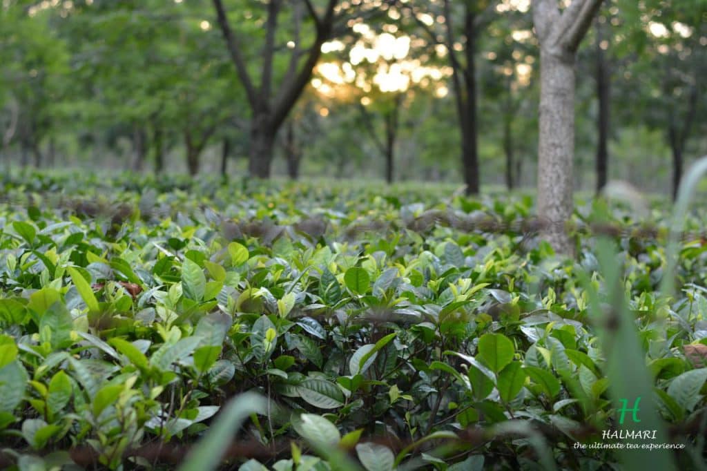 Halmari Estate FTGFOP - Assam