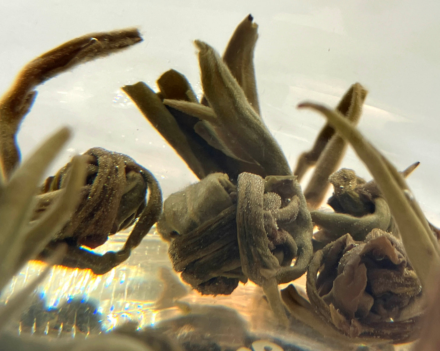 Wang Moli Zhenzhu / Imperial Jasmine Pearls - Fujian