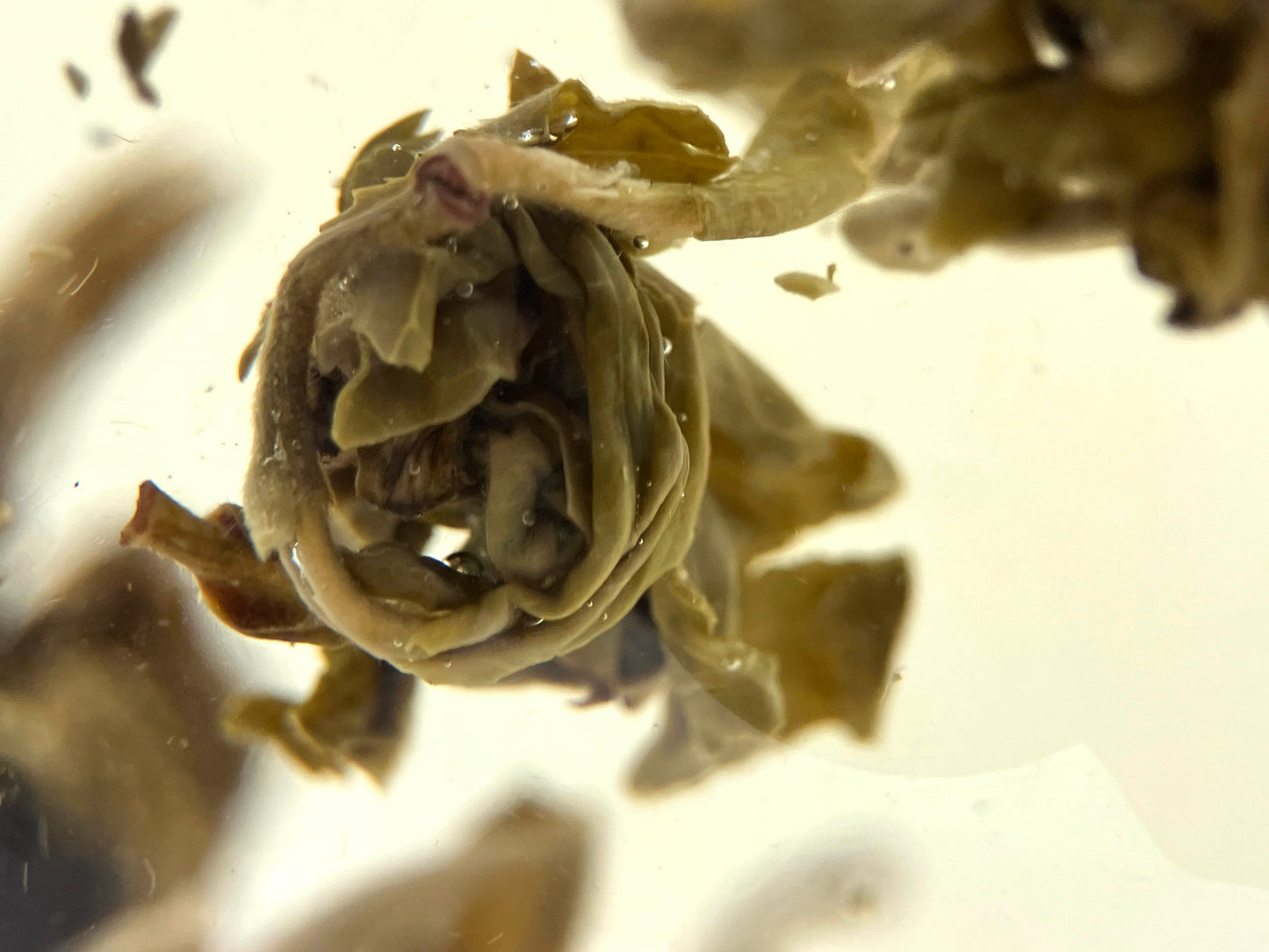 Moli Zhenzhu / Jasmine Pearls - Fujian