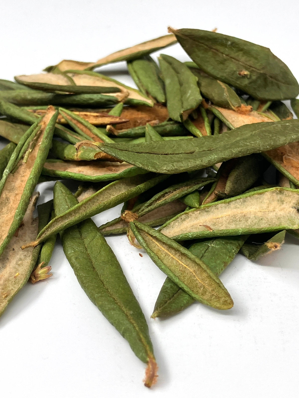 Labrador Tea