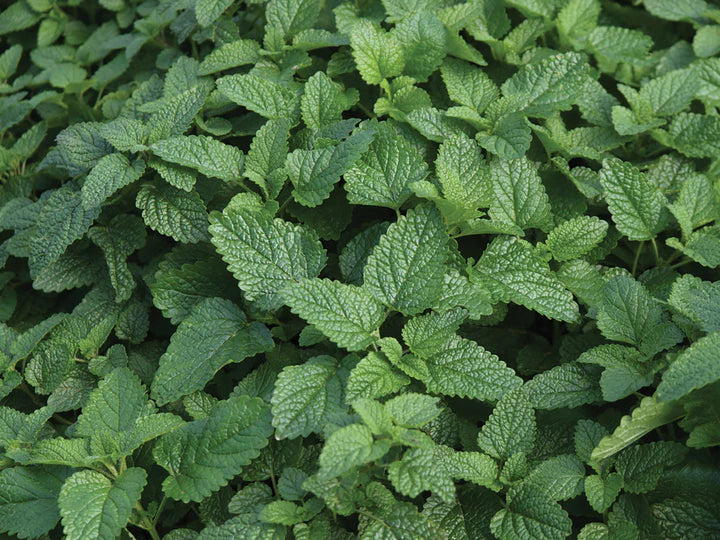 Lemon Balm