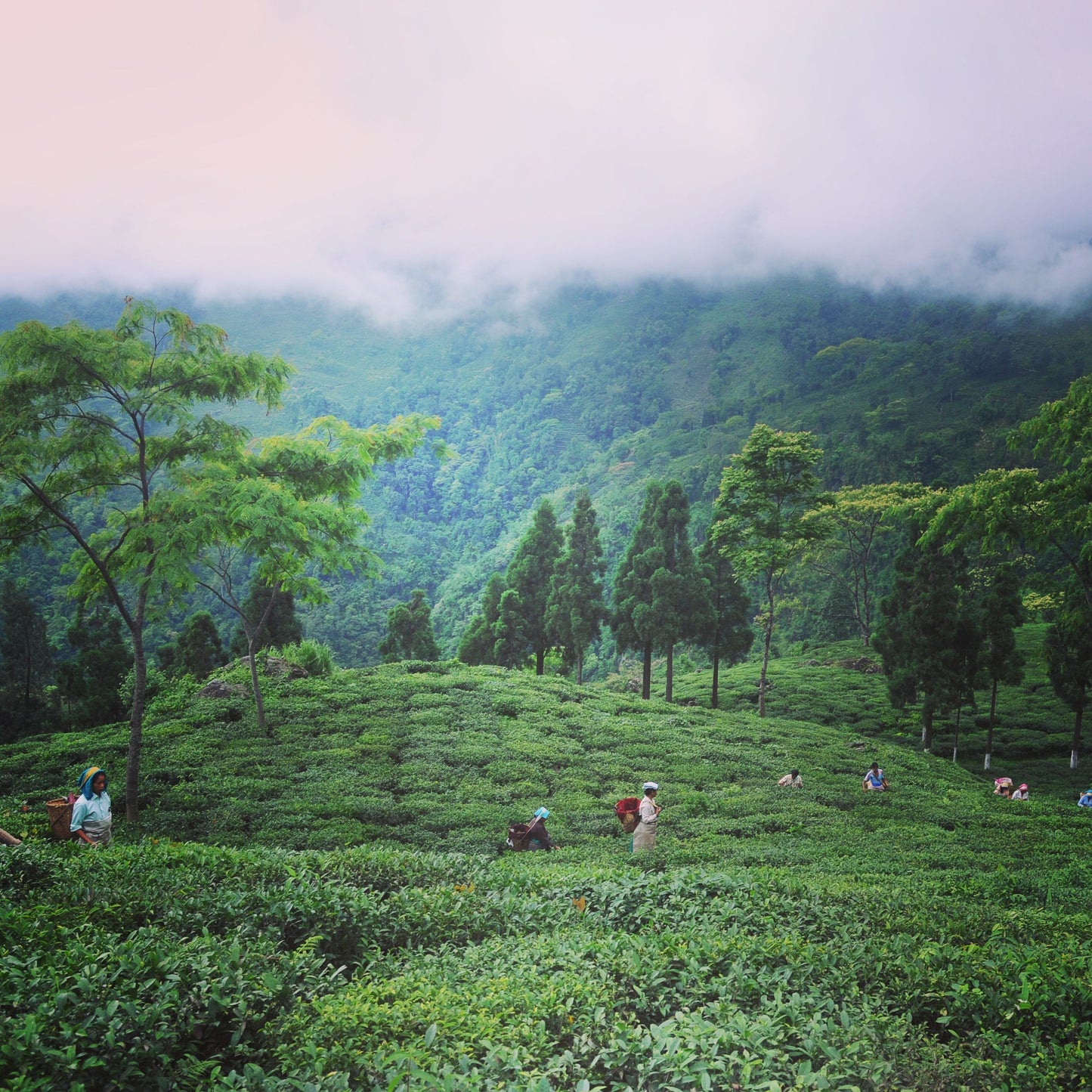 Jungpana Estate 1st Flush - Darjeeling (org)