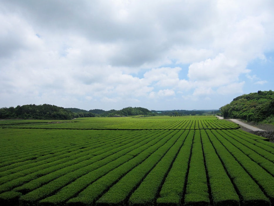 Seogwang Woojeon / Seogwang Pre-rain Flush - Jeju (org)