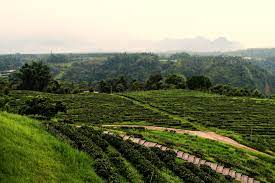 Taiwan Assam #8 (org)