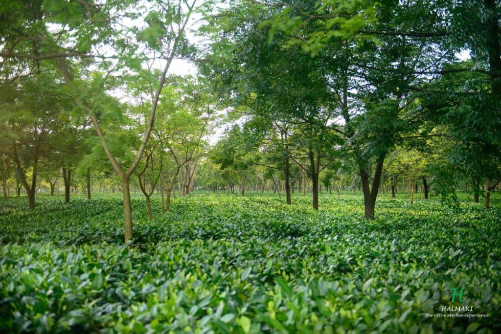 Halmari Estate FTGFOP - Assam