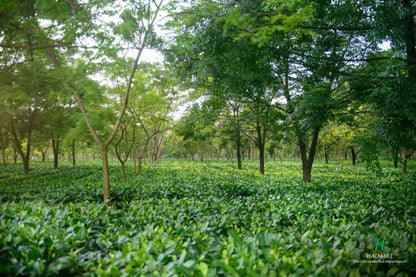 Halmari Estate FTGFOP - Assam