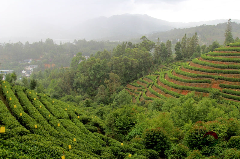 Yunnan Early Spring Green Tea