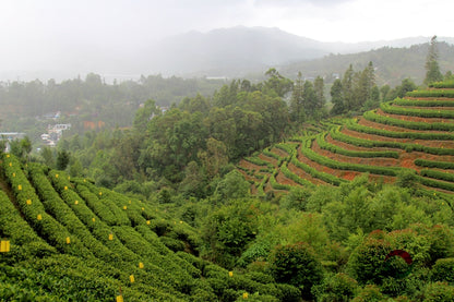 Yunnan Early Spring Green Tea