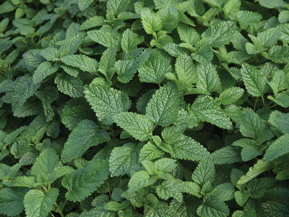 Lemon Balm