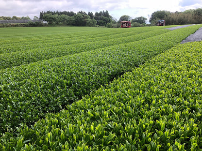 Sencha Asanoka - Kyushu